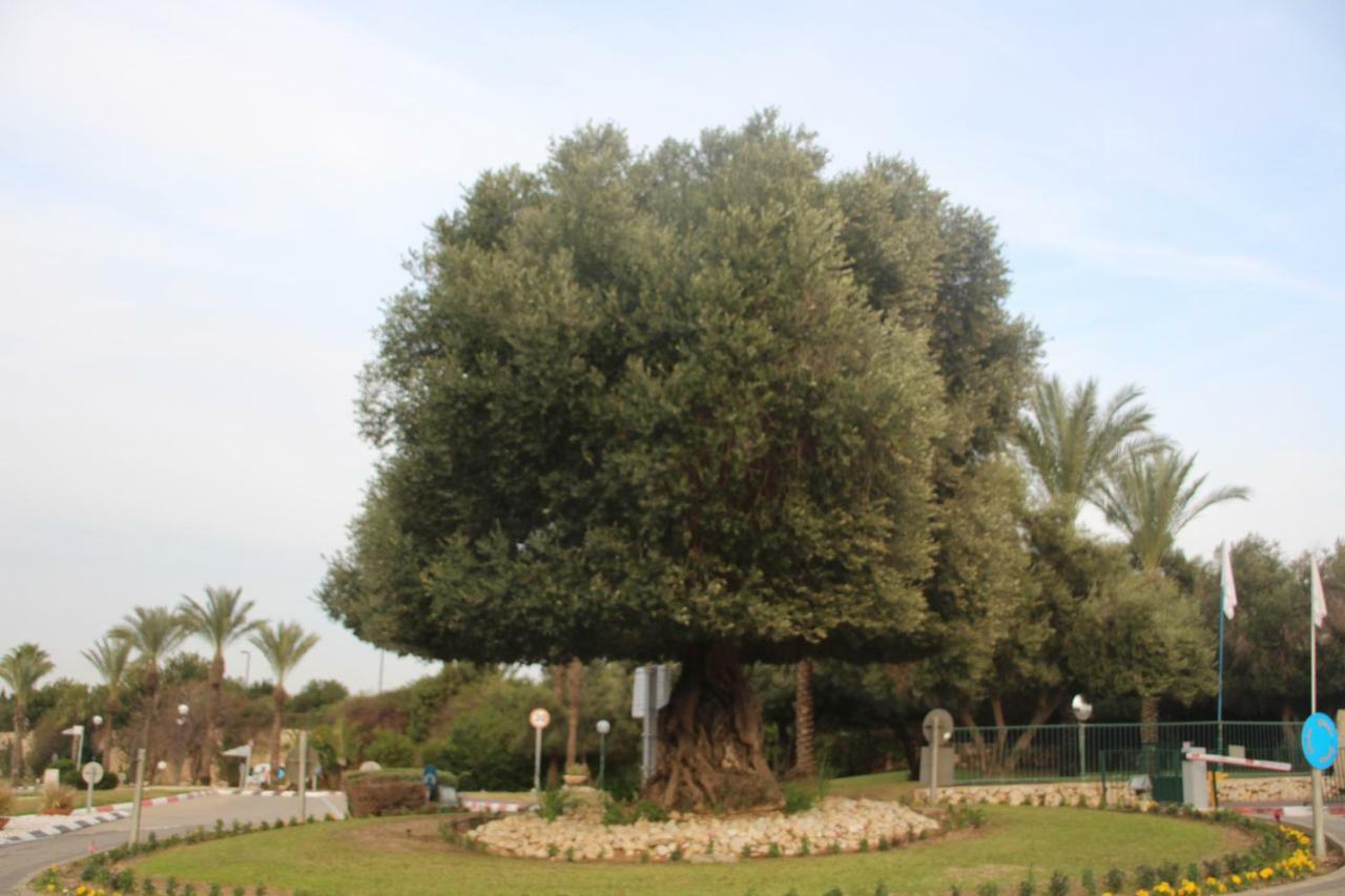 The Beach Garden Apt. Caesarea Eksteriør bilde